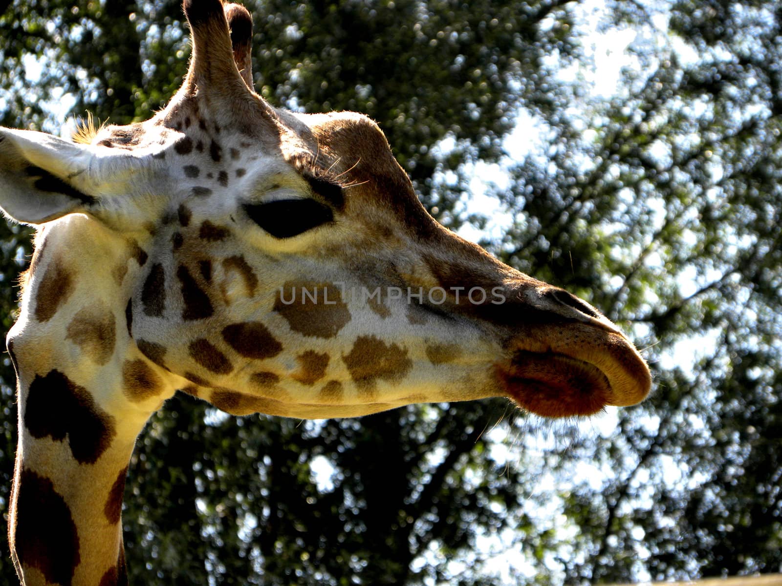 Profile of giraffe with trees blurred in the background.