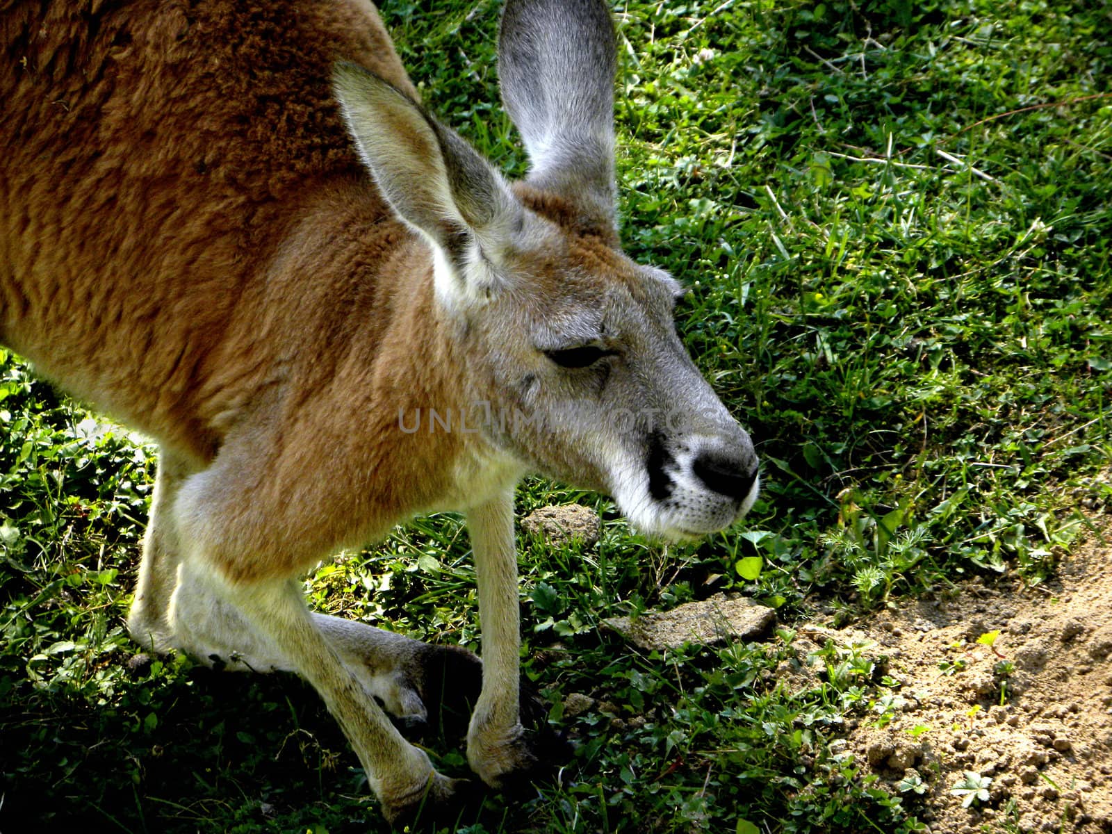 Part of brown kangaroo with grass in the background.