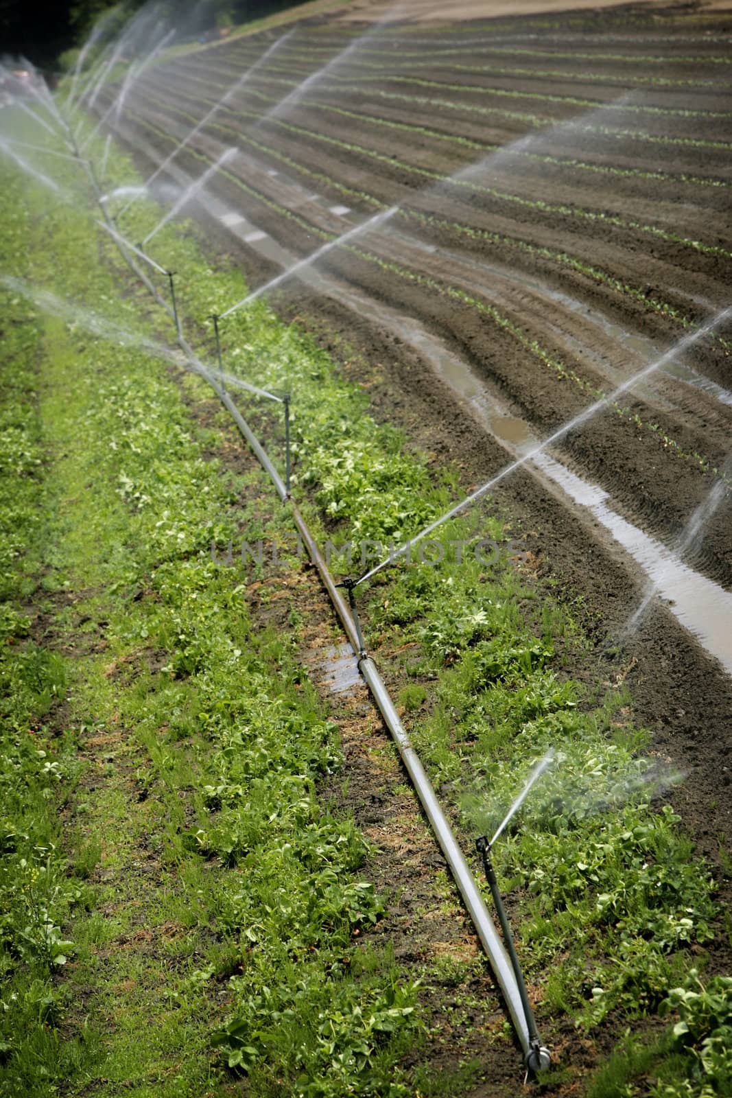field of vegetables watering automatically
