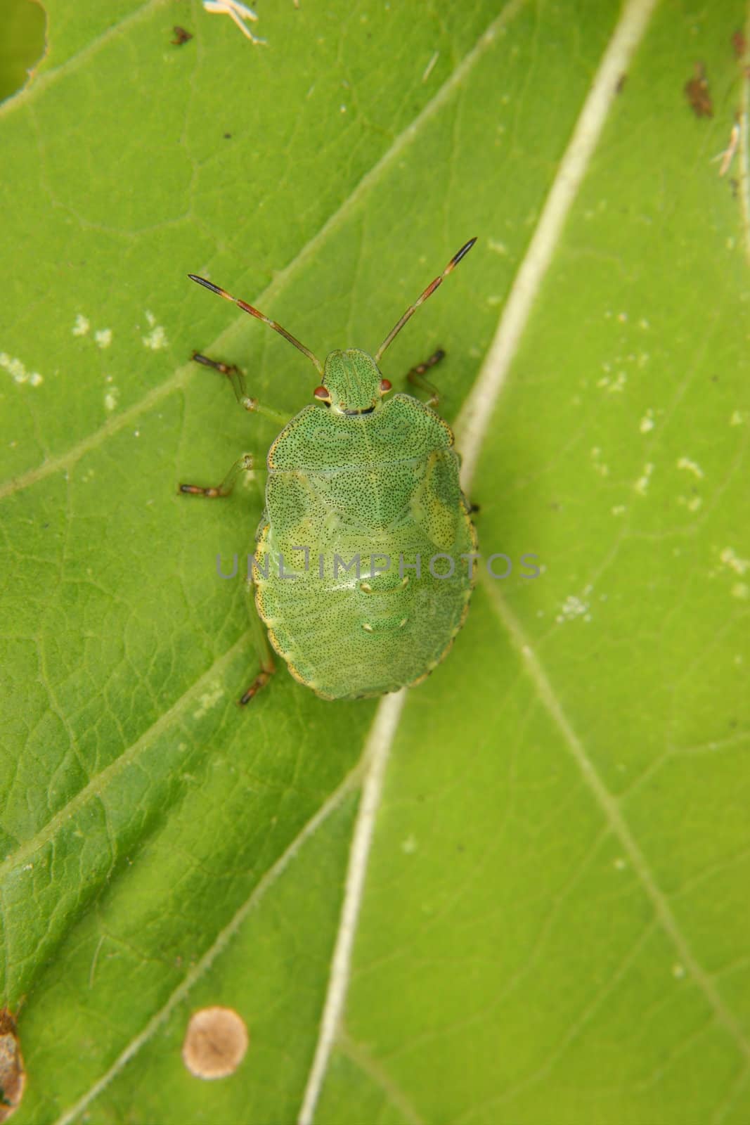 Green shield bug (Palomena prasina) by tdietrich