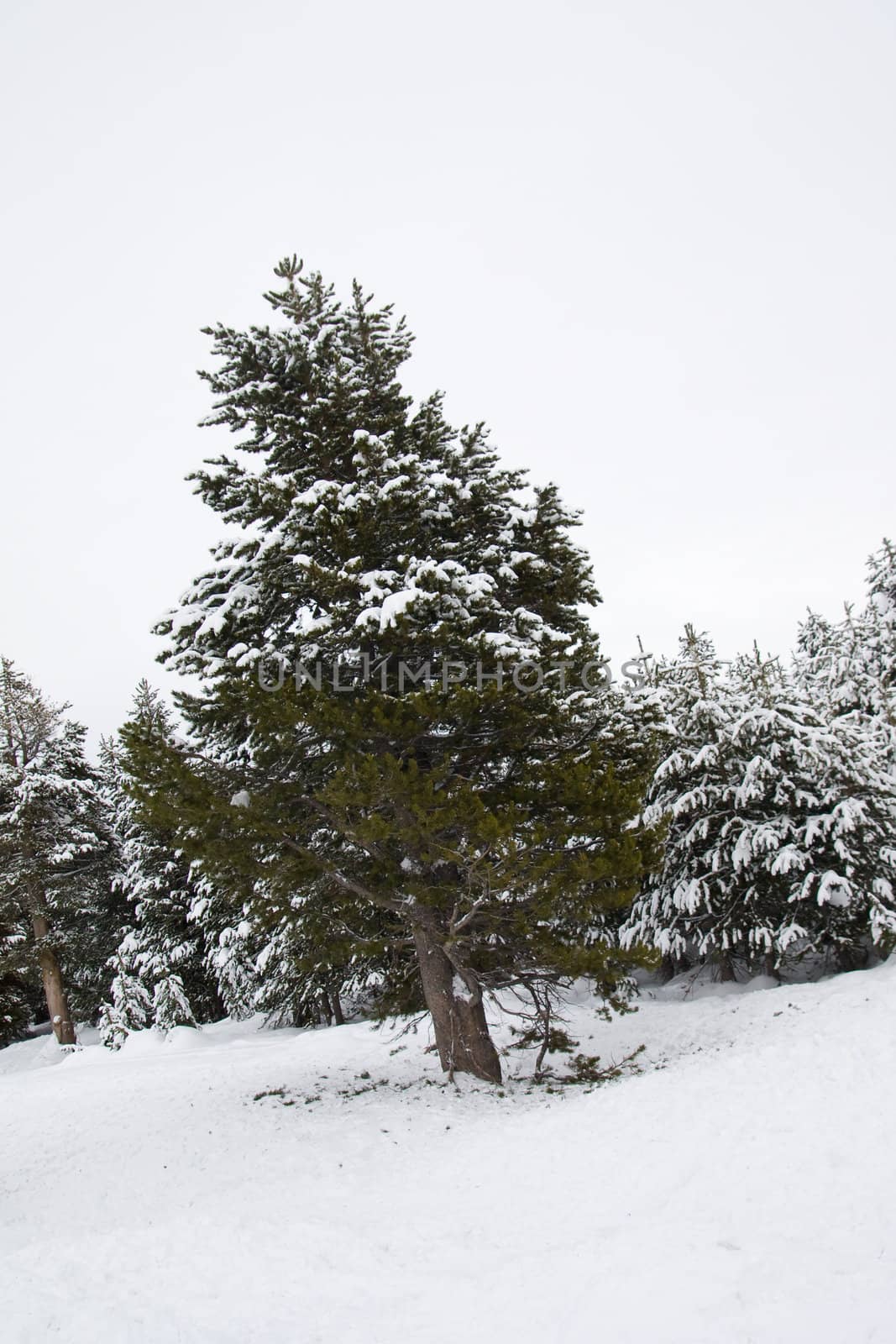 Pine trees in winter by Kenishirotie