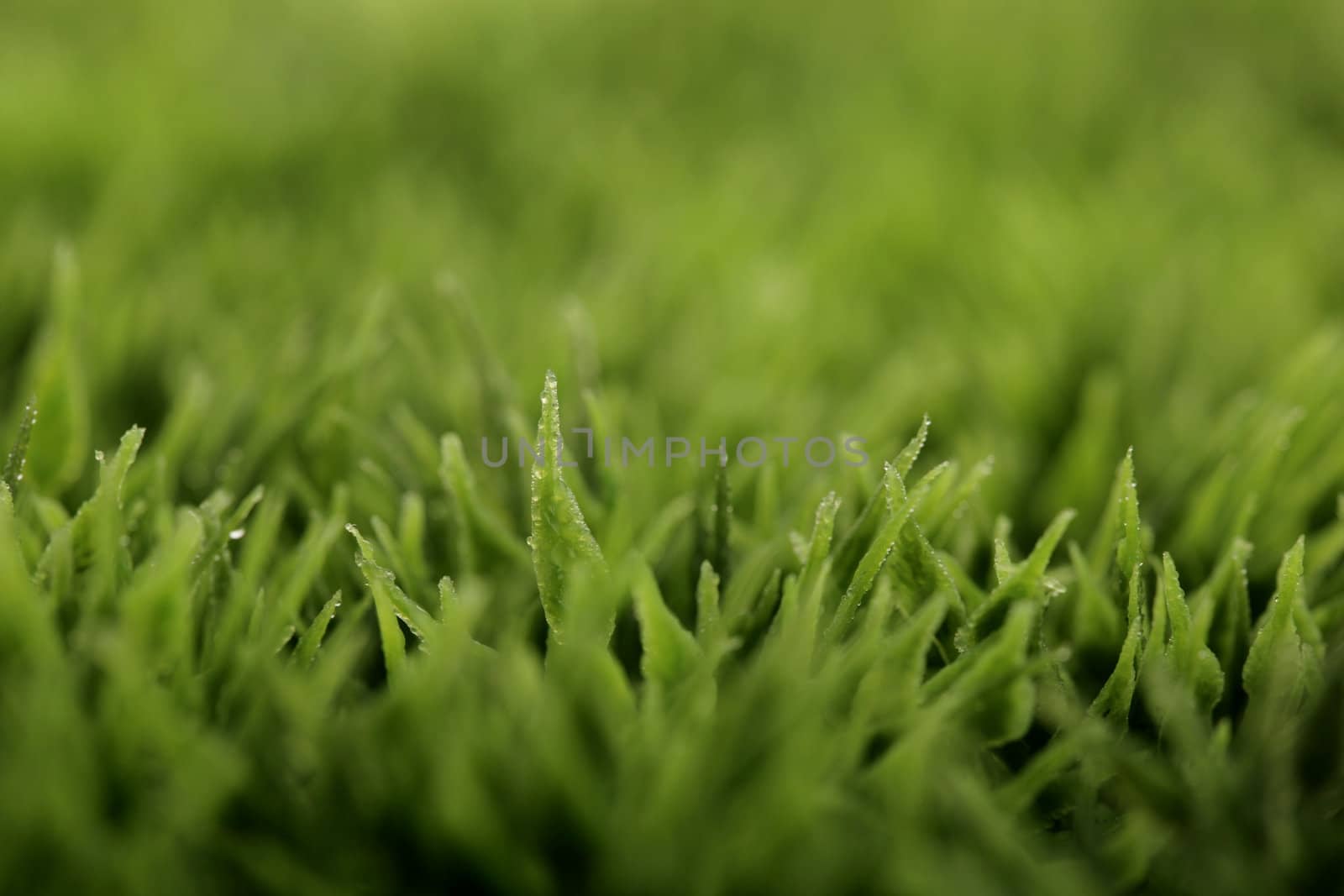 closeup of green grass with water drops