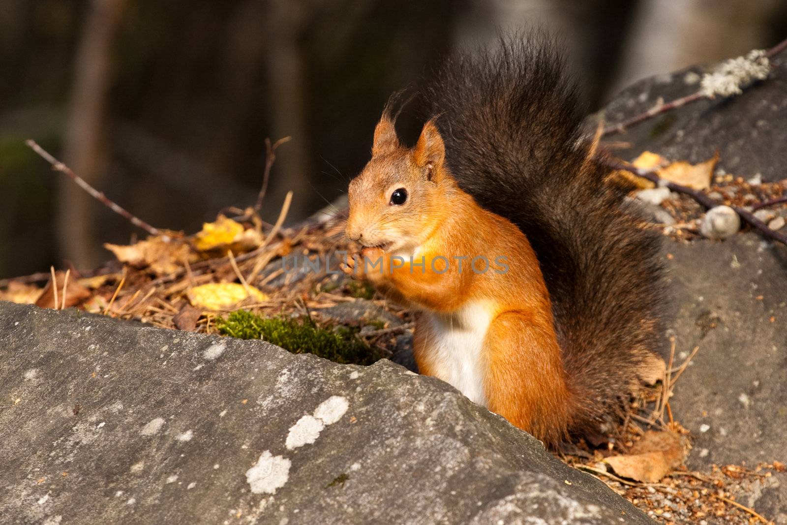 Squirrel eating.