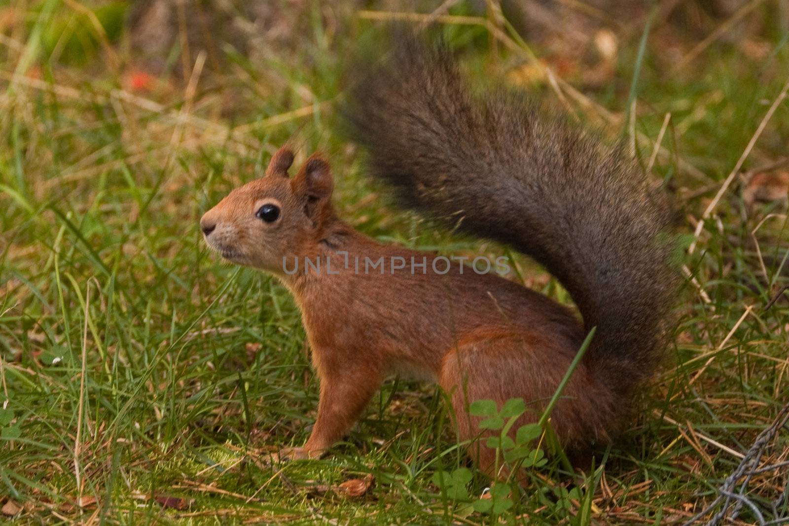 Squirrel on ground.