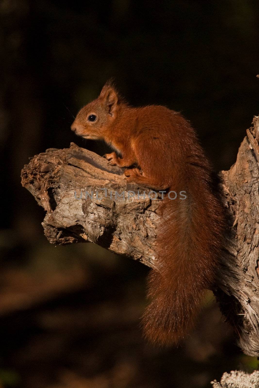 Squirrel in tree.