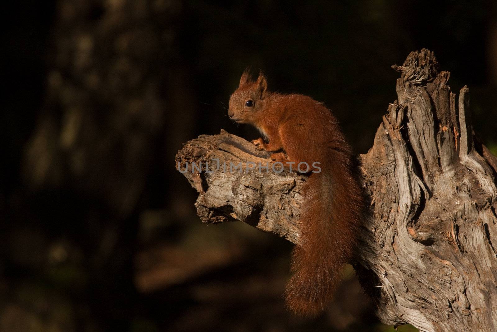 Squirrel by larshi