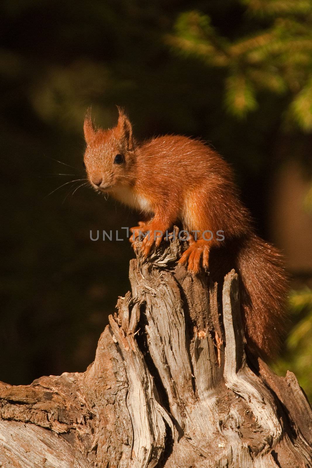 Squirrel in tree.