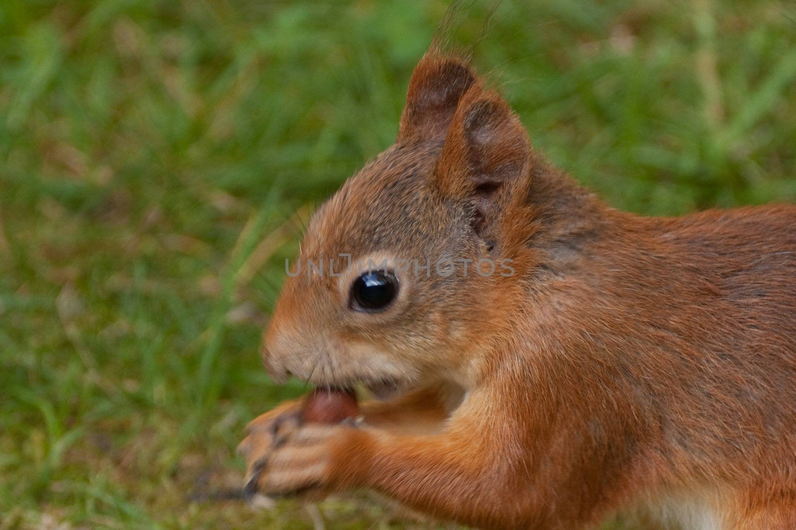 Squirrel eating..
