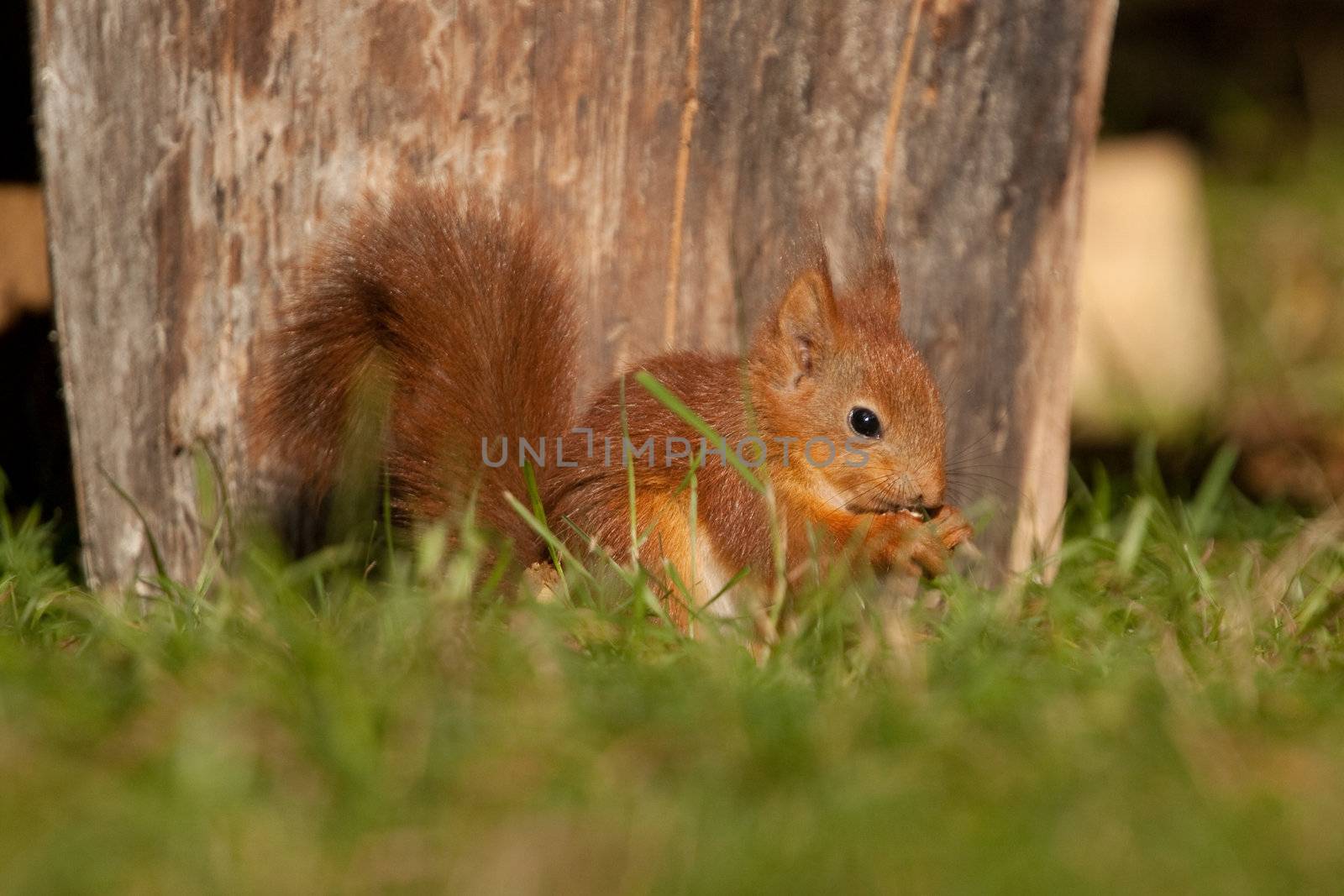 Squirrel on ground.