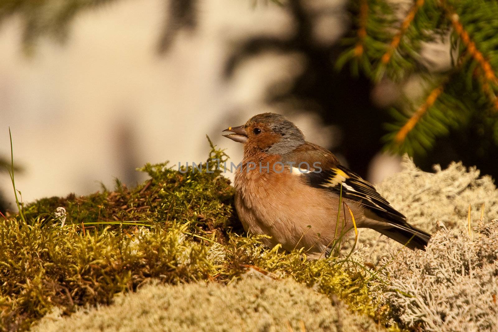 Chaffinch by larshi