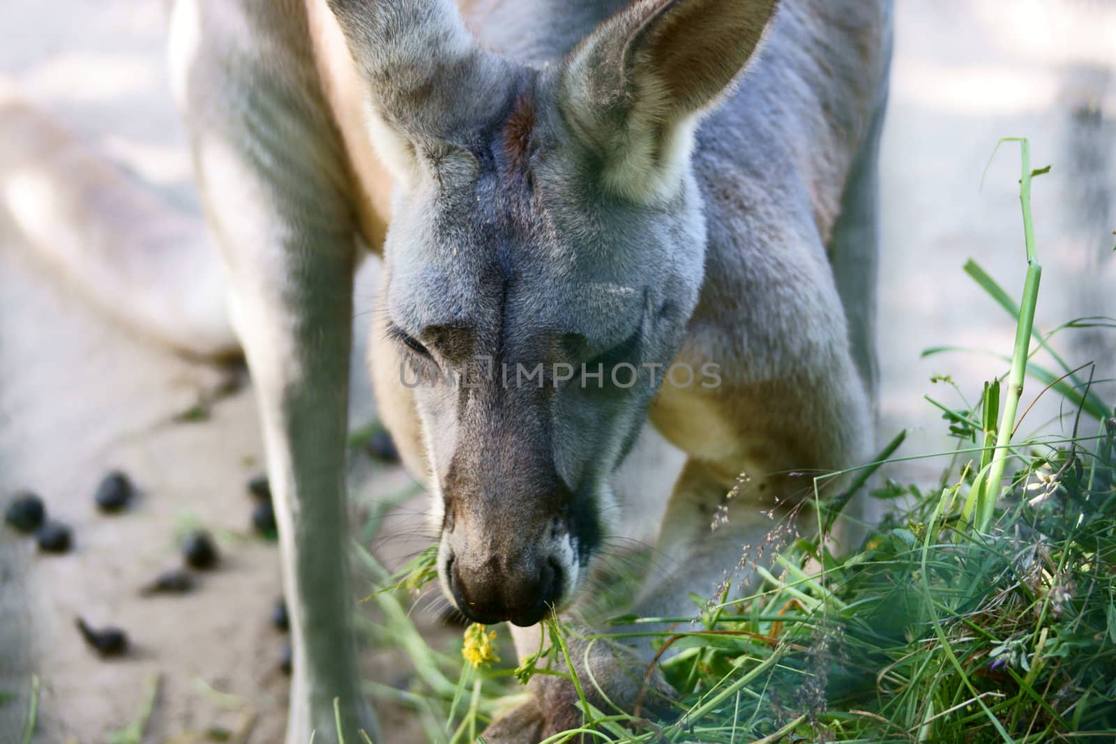 Kangaroo in Polish Zoo in Gdansk City