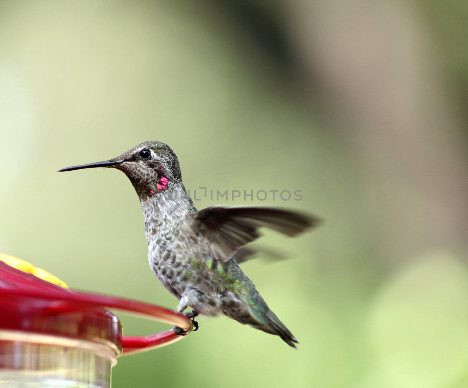 a hummingbird pauses on a backyard feeder
