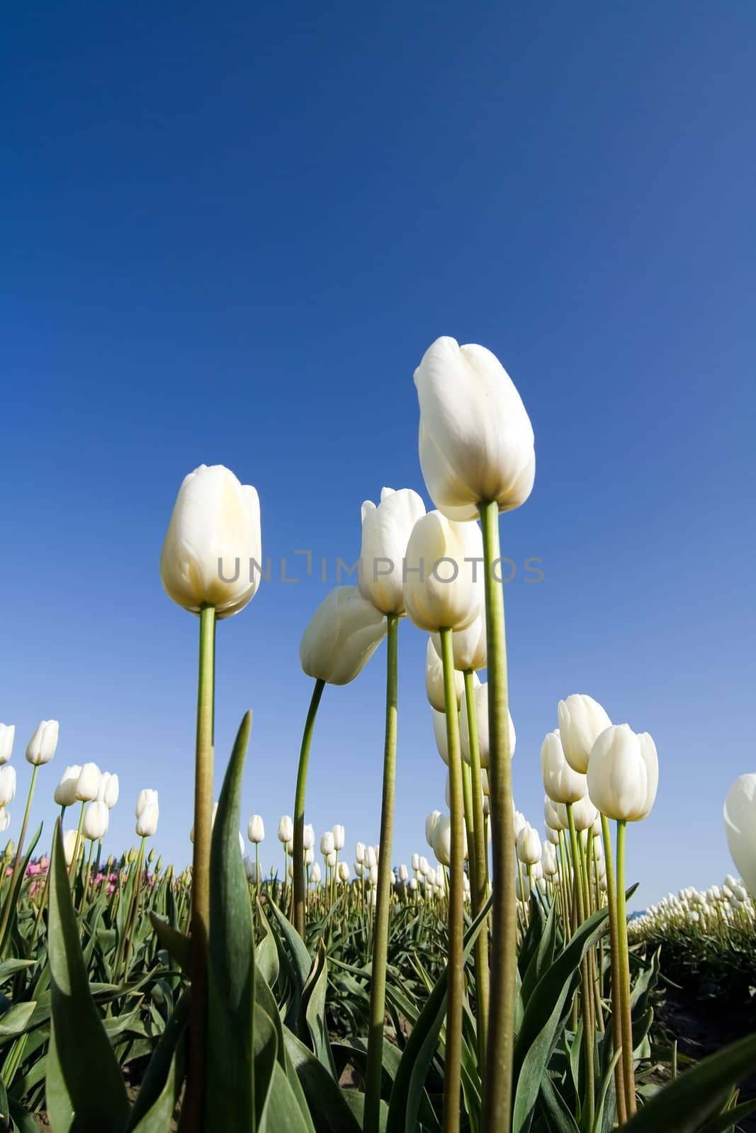 White tulip field