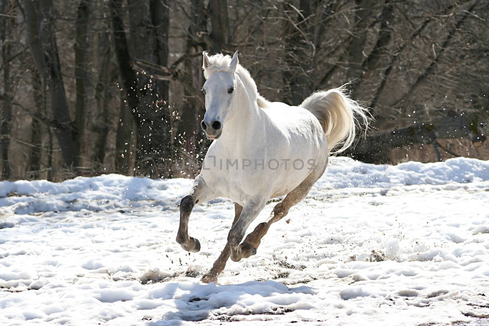 Skipping white horse by terex