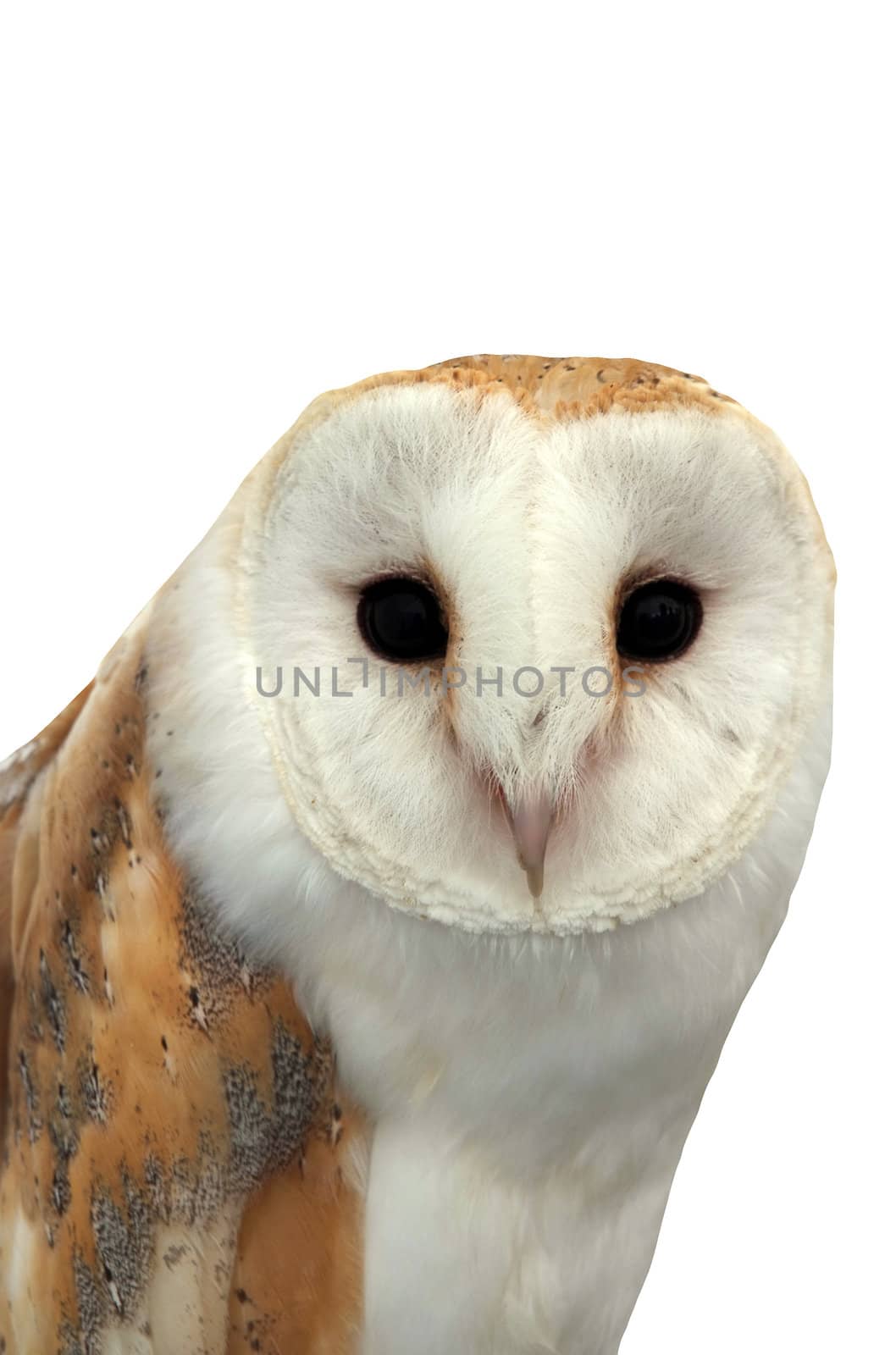 A young Barn Owl isolated on white