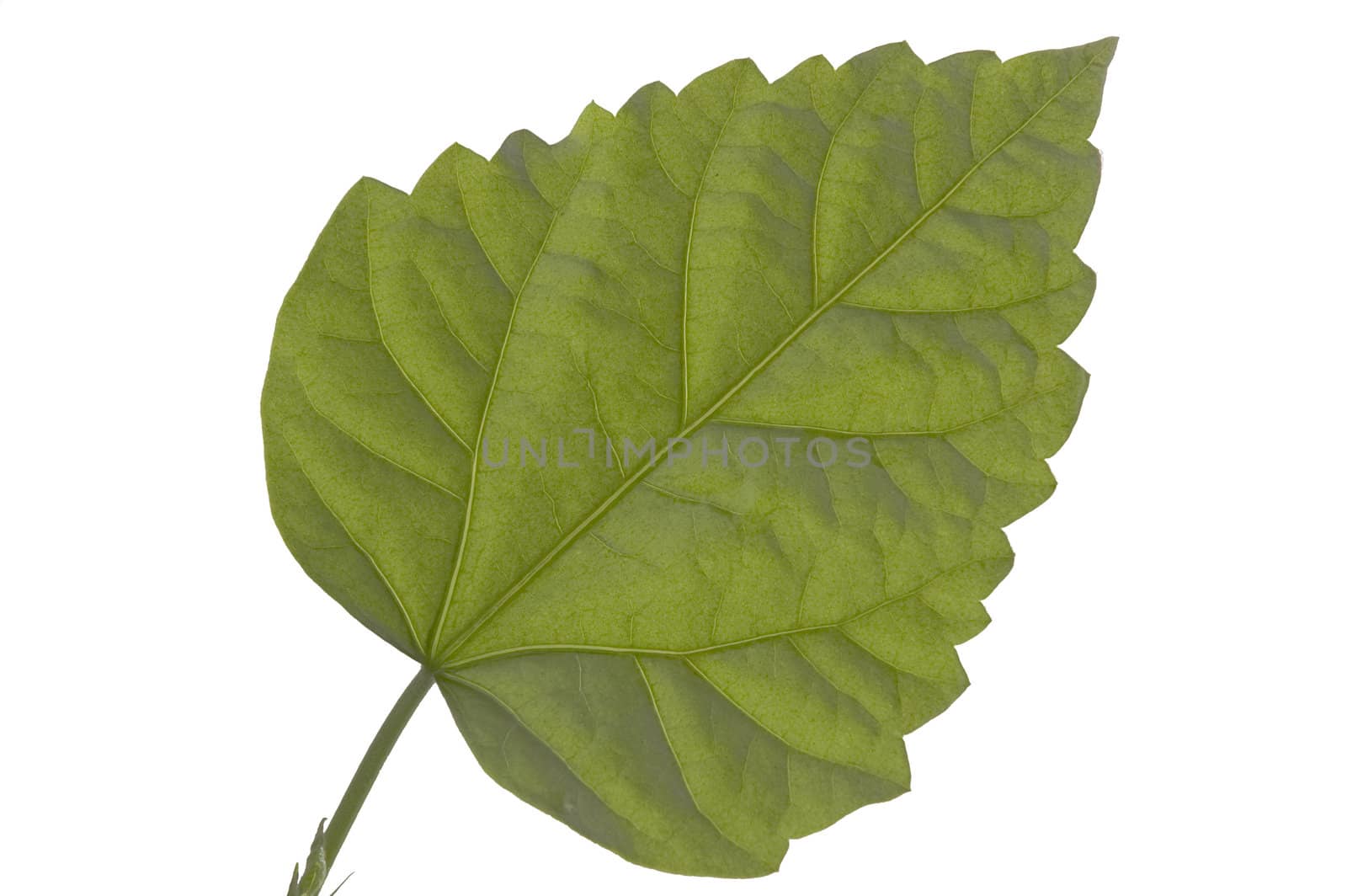 Close up of a green sheet on a white background.