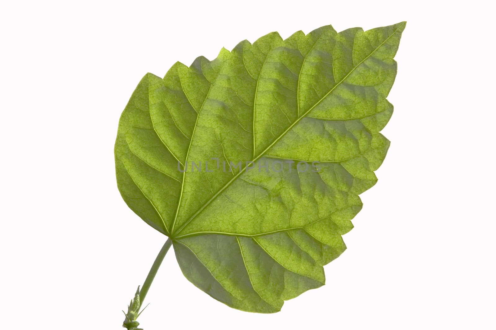 Close up of a green sheet on a white background.