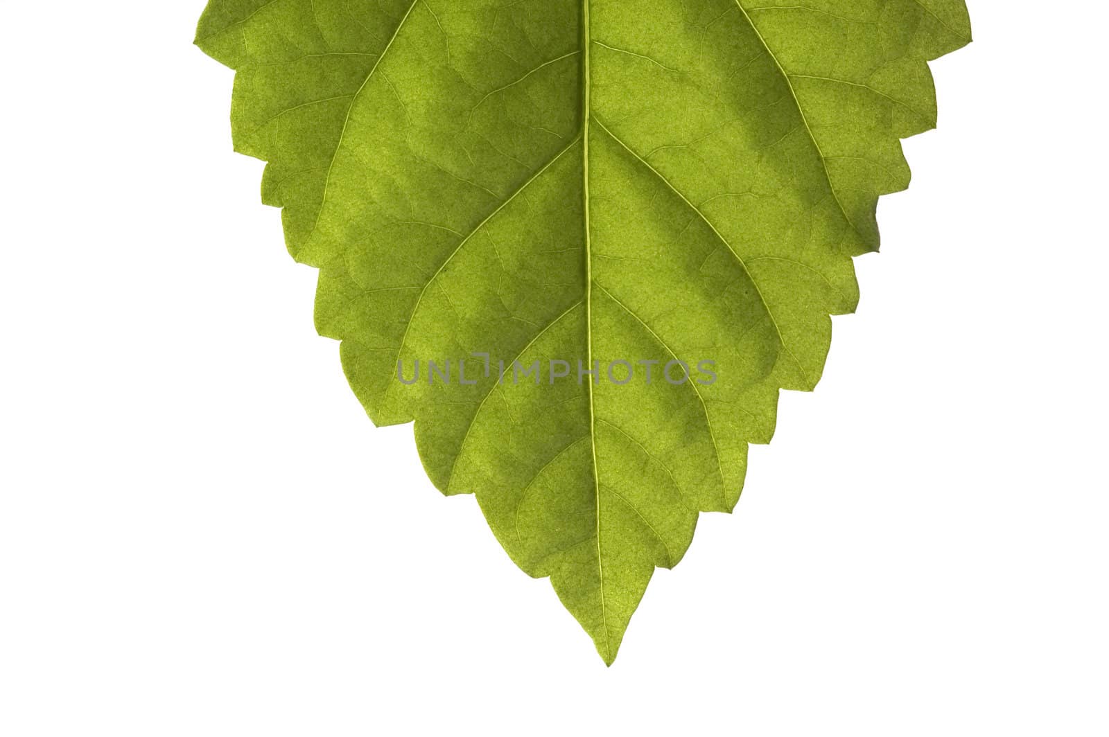 Close up of a green sheet on a white background.