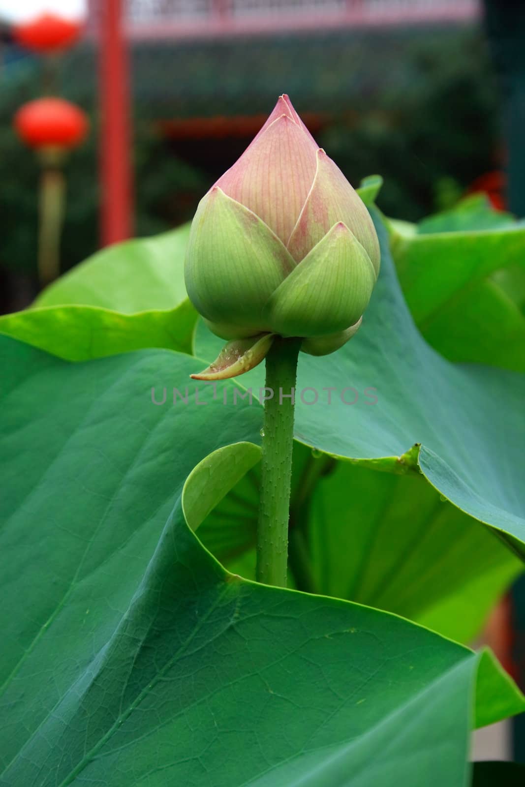 A new born lotus with water drops.