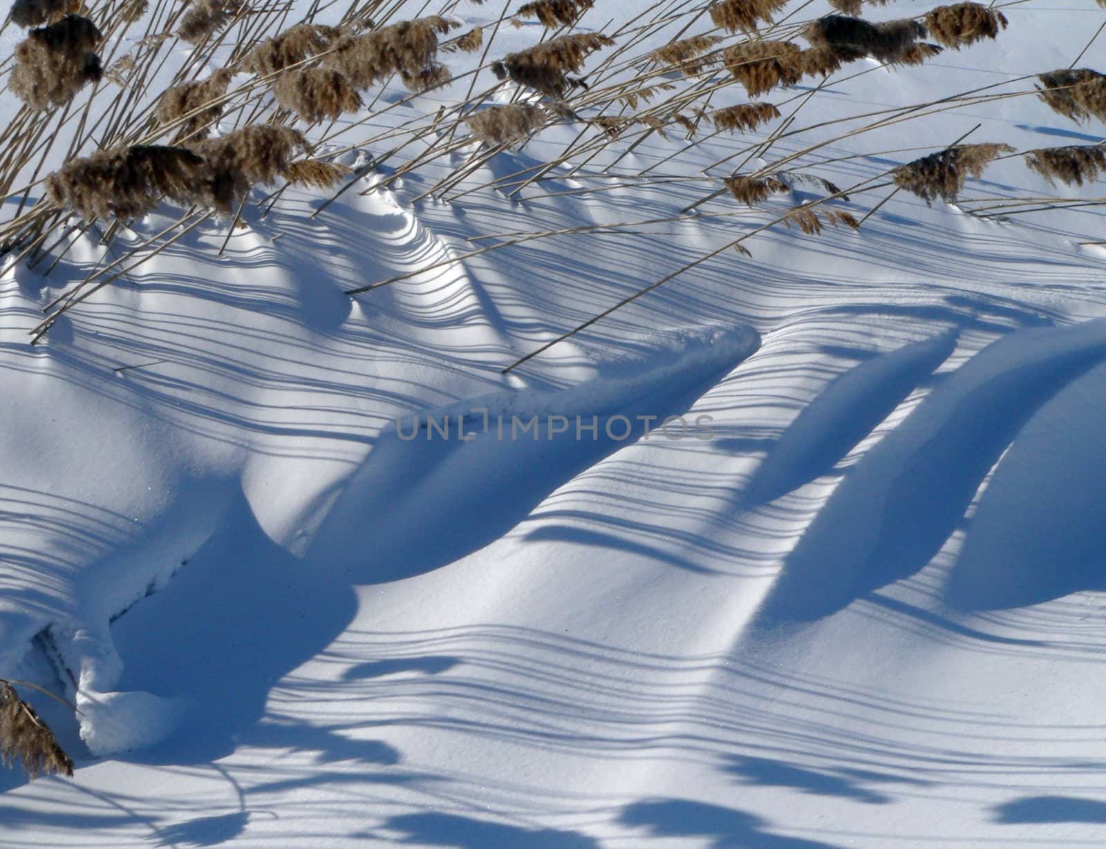 The Shade of the reed on snow.
