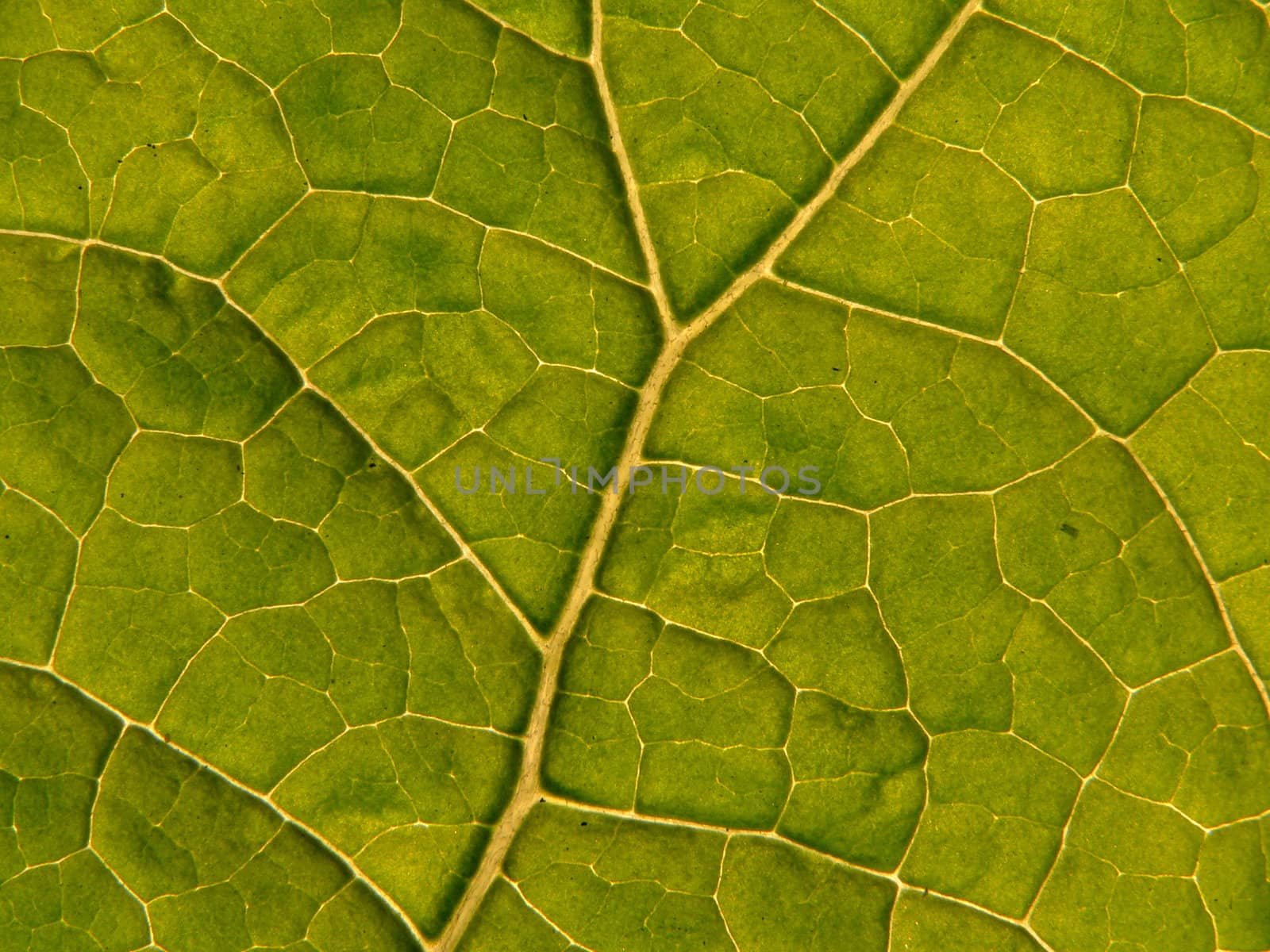 Green sheet close-up