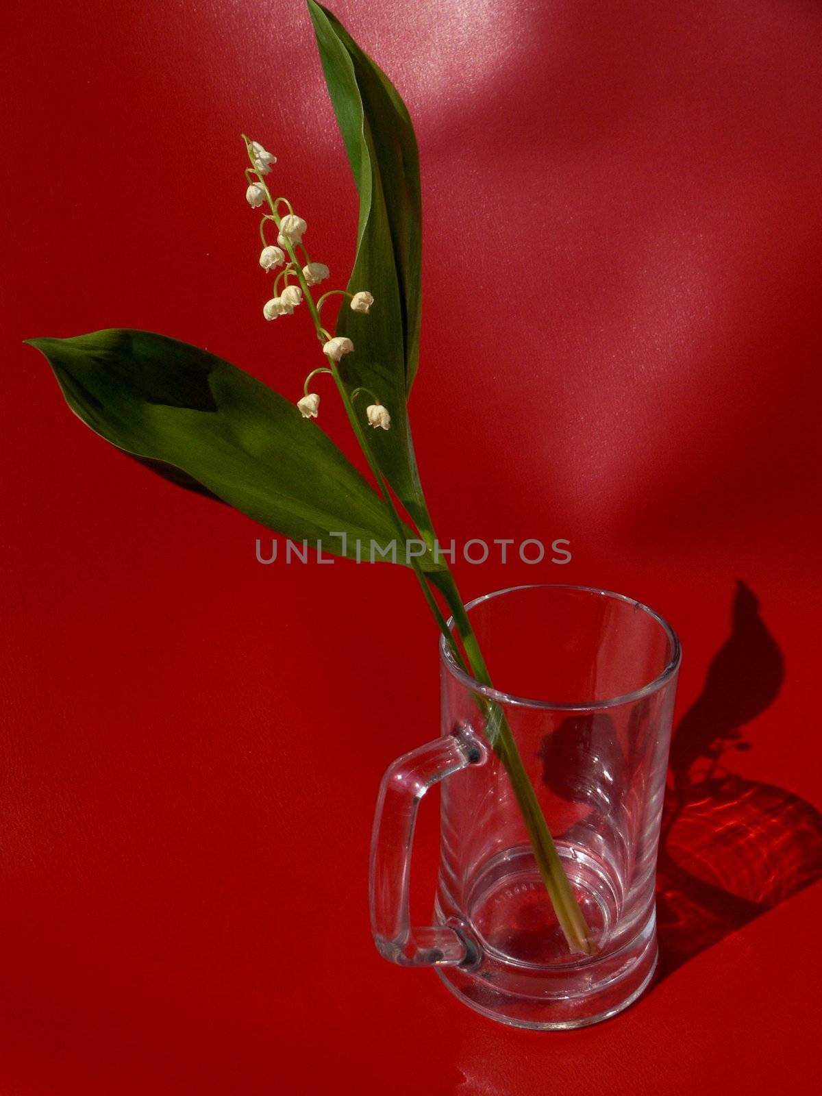 Lily of the valley on red background