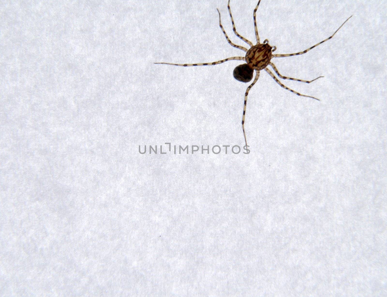 Spider on sheet by sulphur of the paper