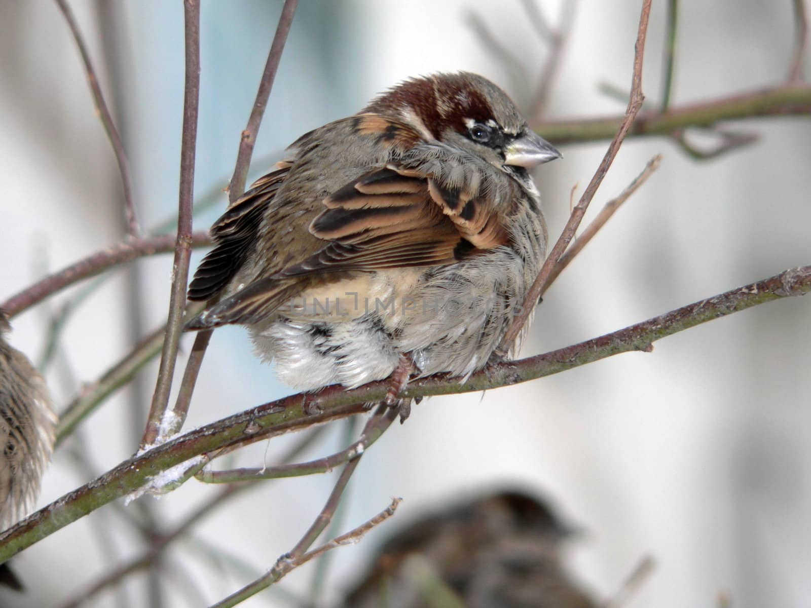 Sparrow sits on branch in winter Sparrow sits on branch in winter
