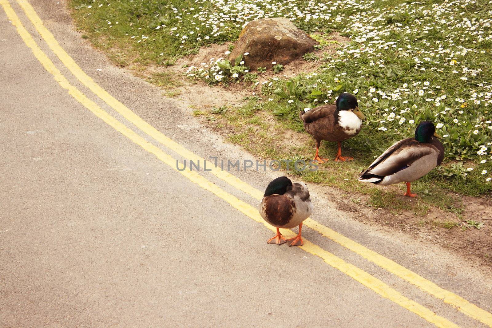 duck standing on no parking lines in the road