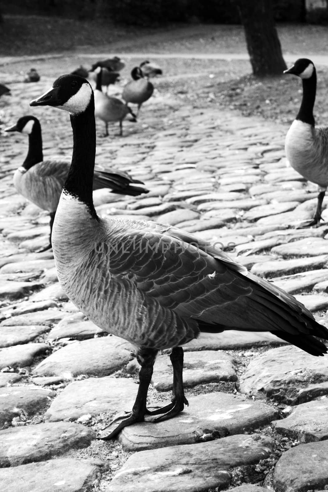 Pack of Canadian geese on a shore near the lake during the day.