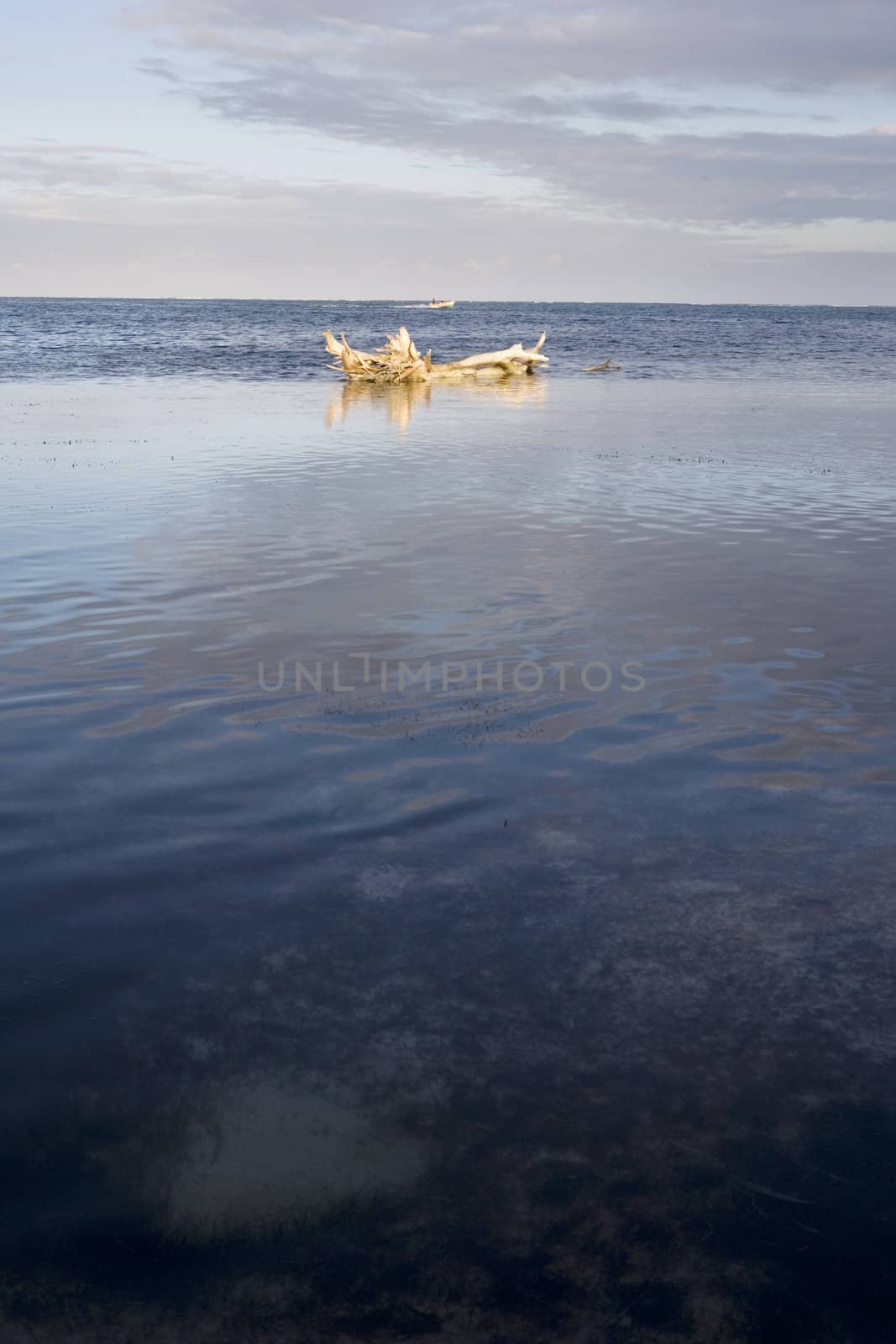 A dead tree lays in the shallow waters near the shore on Ambergris Caye in Belize.