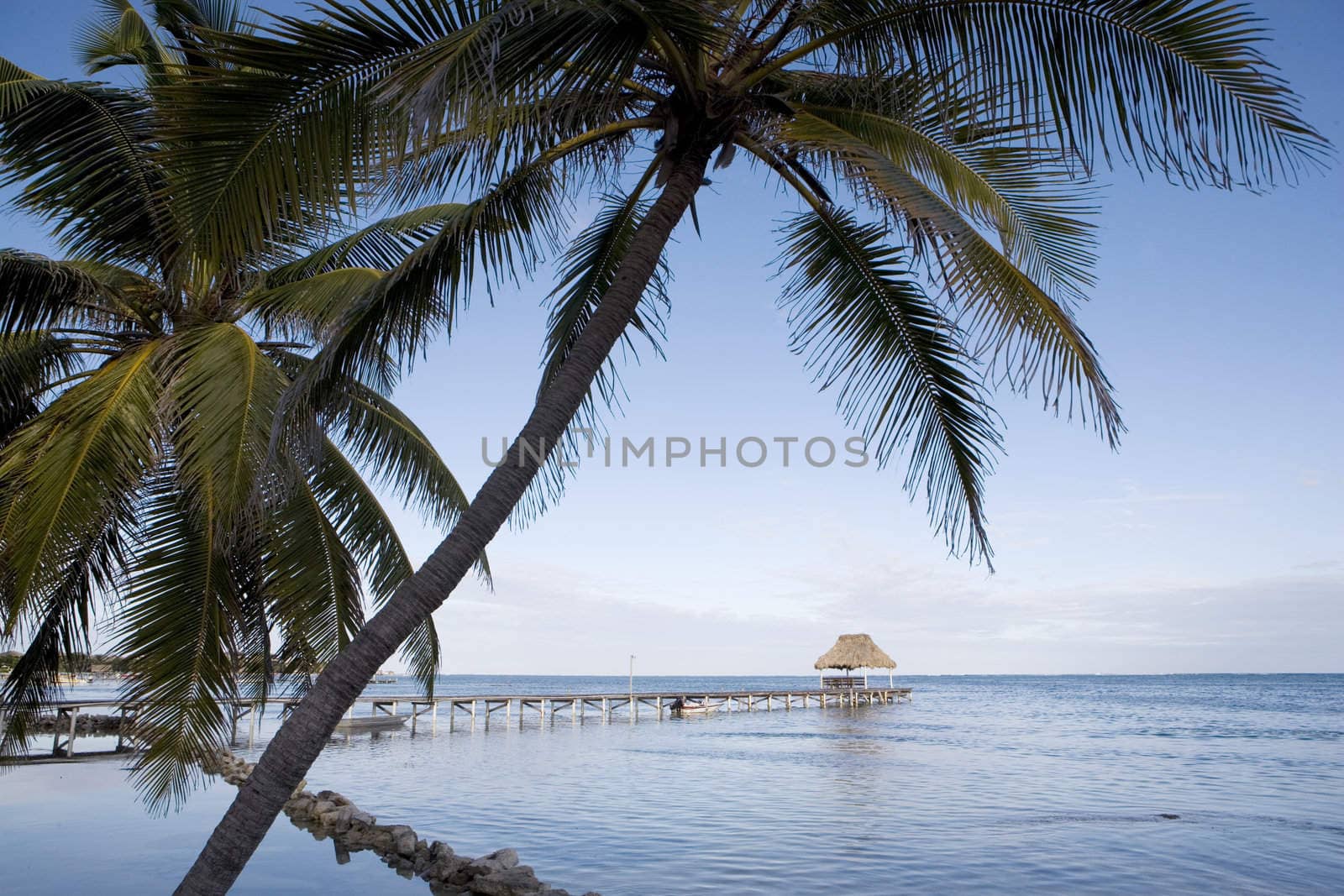 Palm trees line the quiet shore of a small tropical island off the coast of Belize.