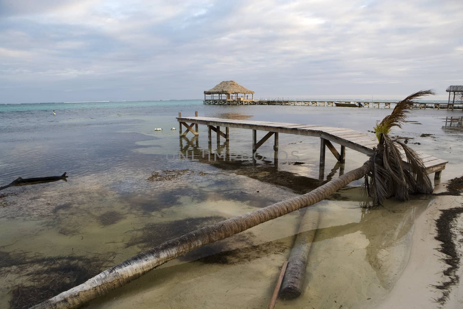 A fallen and dead palm tree at the water's edge with a small wooden pier in the warm tropical waters of the Gulf of Mexico.