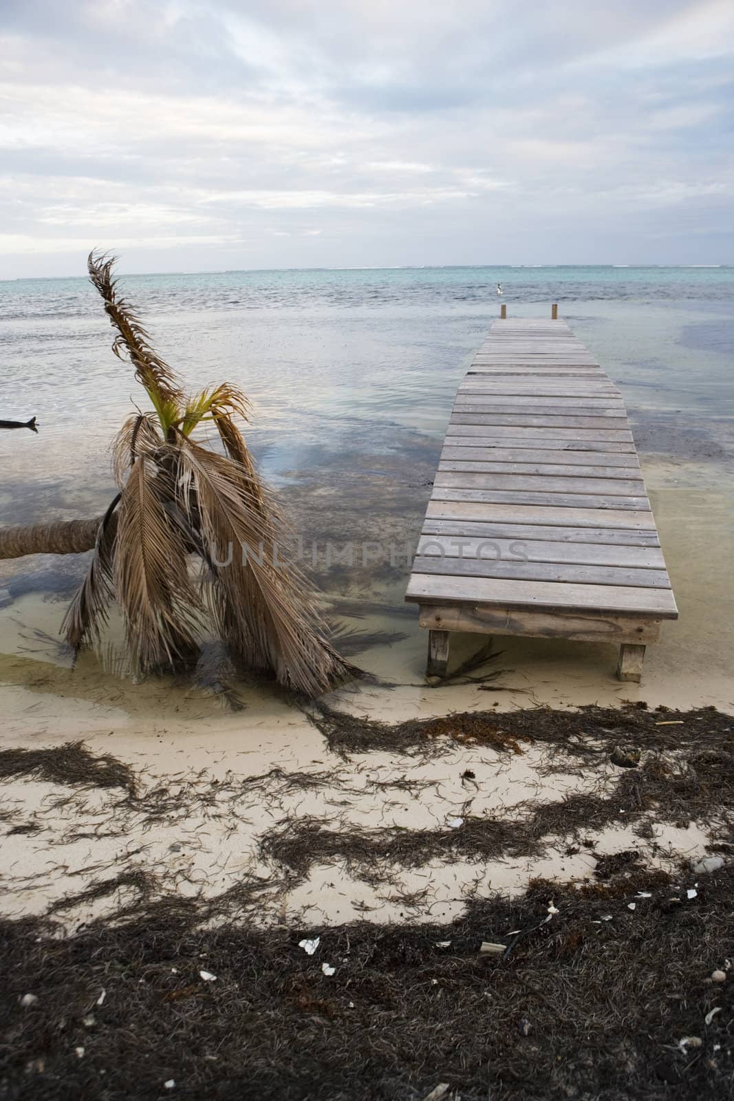 A fallen and dead palm tree at the water's edge with a small wooden pier in the warm tropical waters of the Gulf of Mexico.