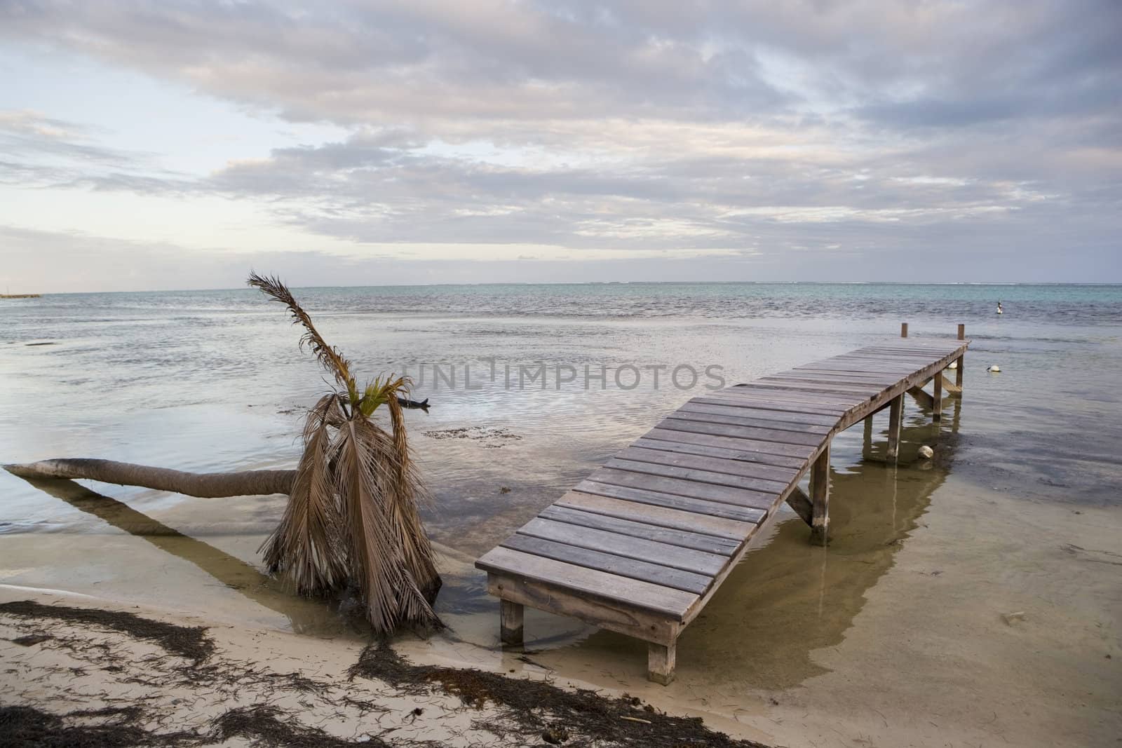 A fallen and dead palm tree at the water's edge with a small wooden pier in the warm tropical waters of the Gulf of Mexico.