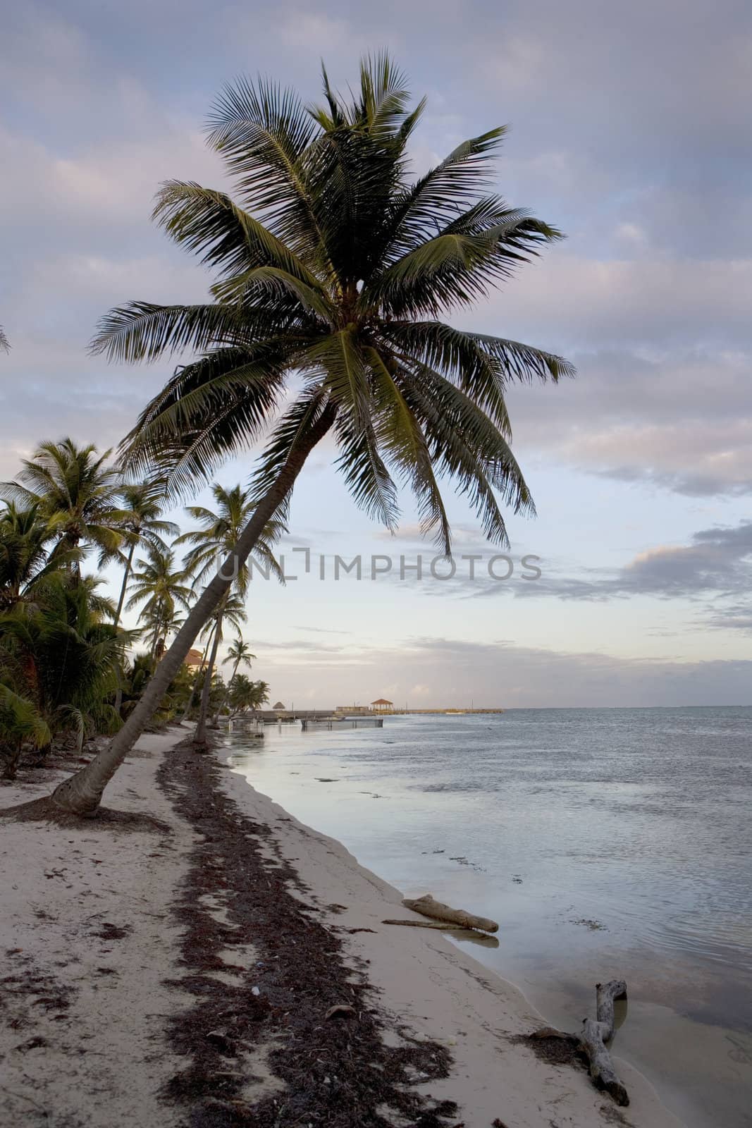 Palm trees line the quiet shore of a small tropical island off the coast of Belize.