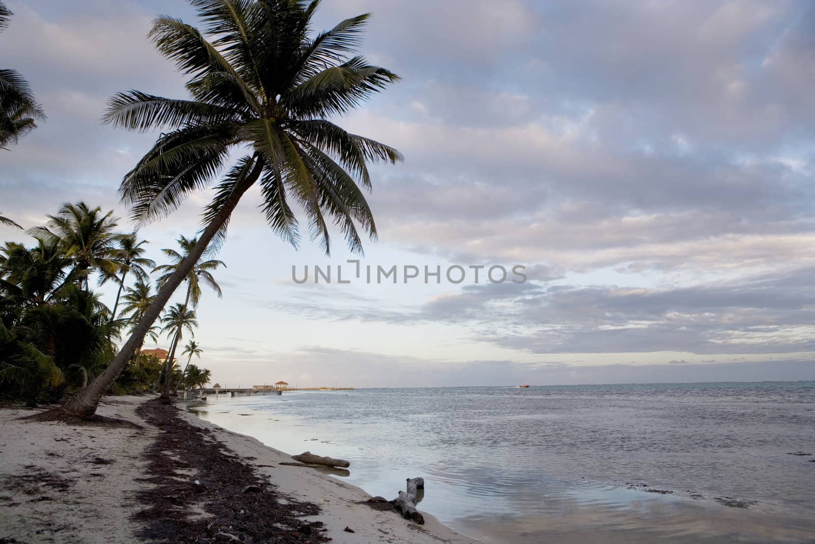 Palm trees line the quiet shore of a small tropical island off the coast of Belize.