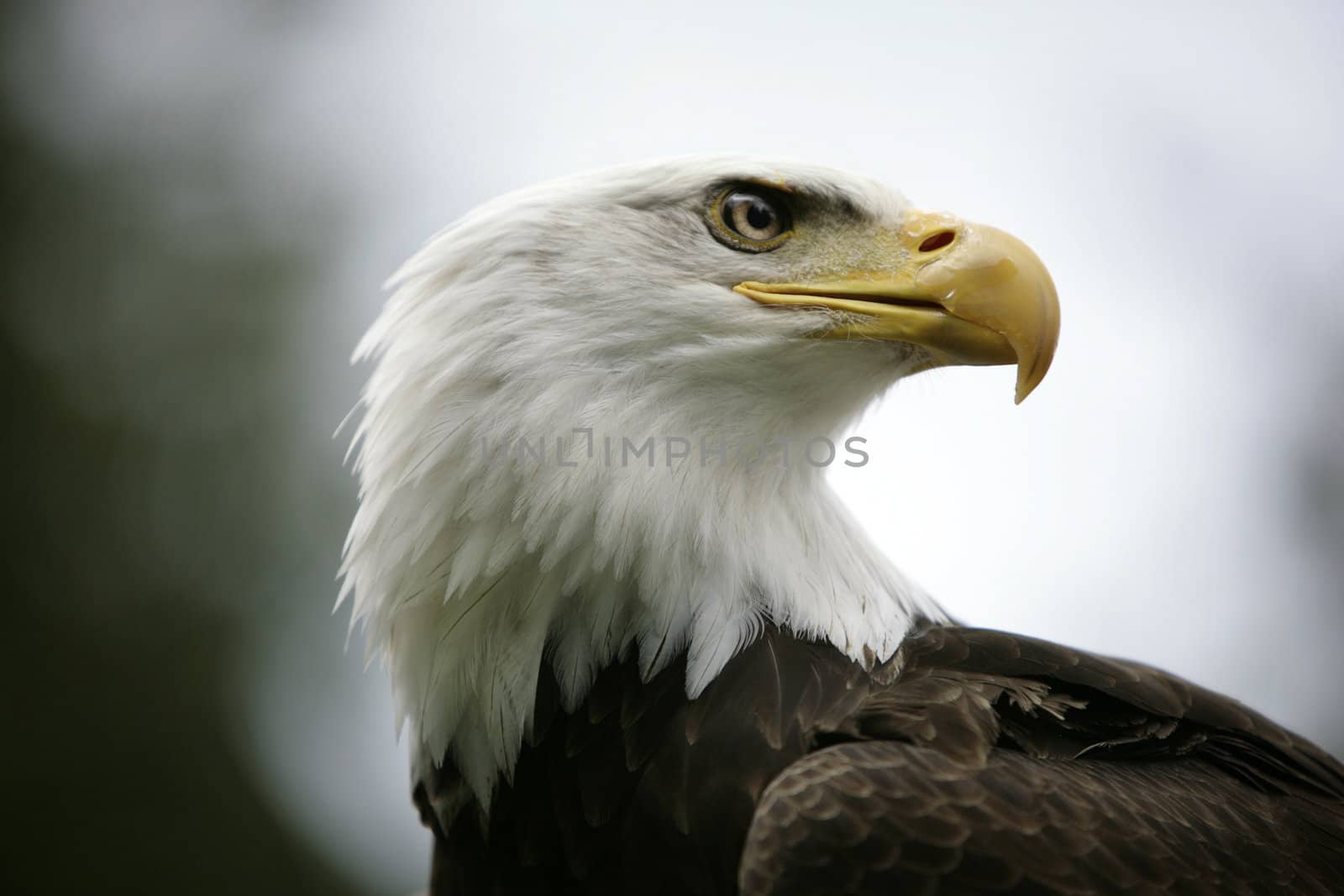 head of a bald eagle