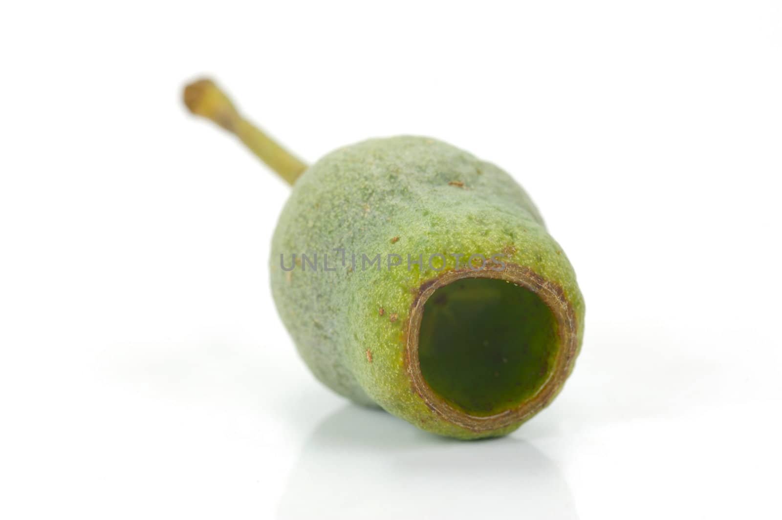 Eucalyptus gum nuts isolated against a white background