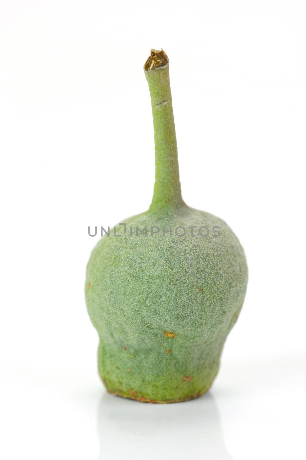 Eucalyptus gum nuts isolated against a white background