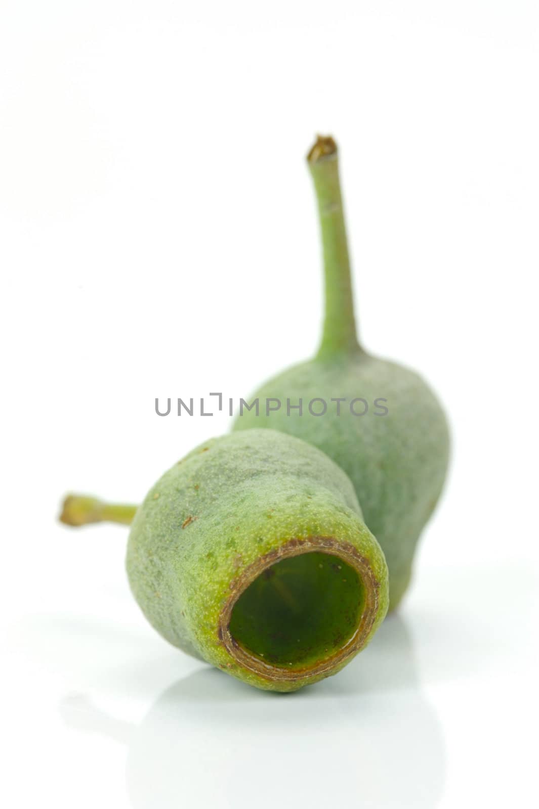 Eucalyptus gum nuts isolated against a white background