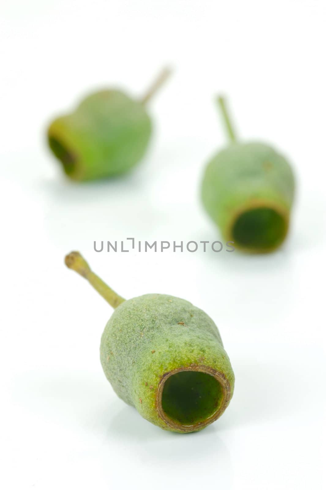 Eucalyptus gum nuts isolated against a white background