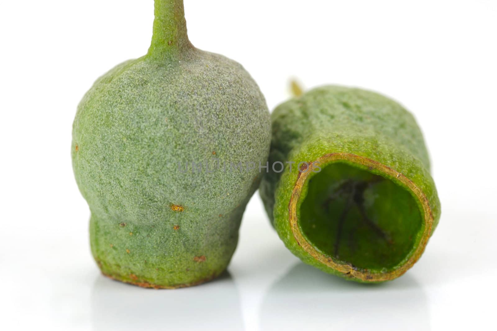 Eucalyptus gum nuts isolated against a white background