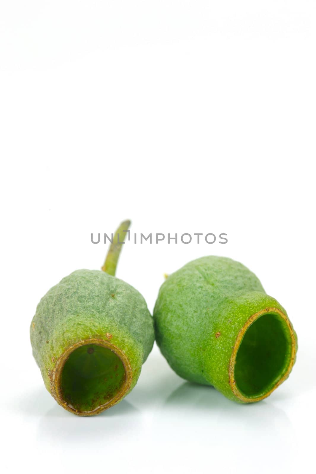 Eucalyptus gum nuts isolated against a white background
