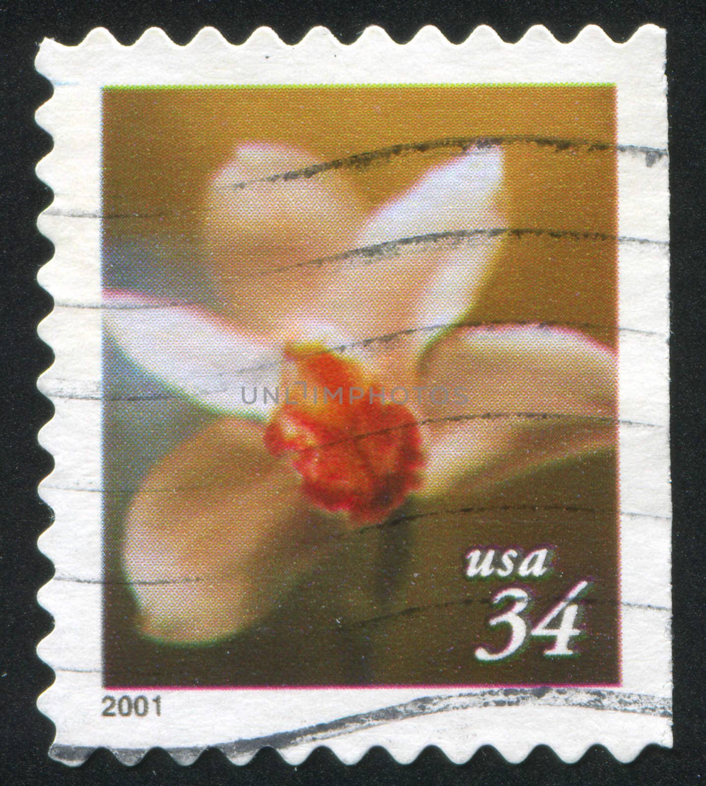 stamp flower by rook