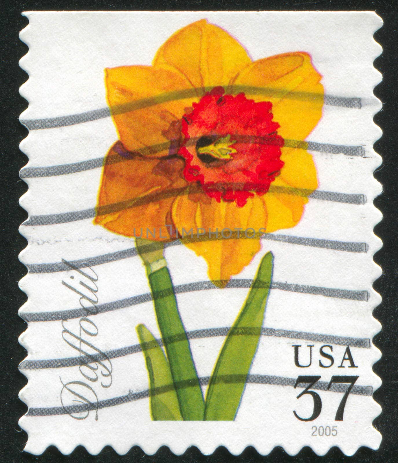 UNITED STATES - CIRCA 1999: stamp printed by United states, shows Daffodil, circa 1999