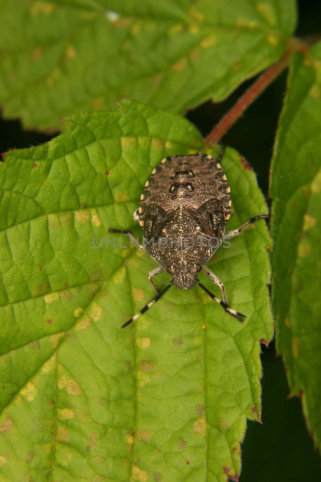 Parent bug (Elasmucha grisea) -  larva on a leaf
