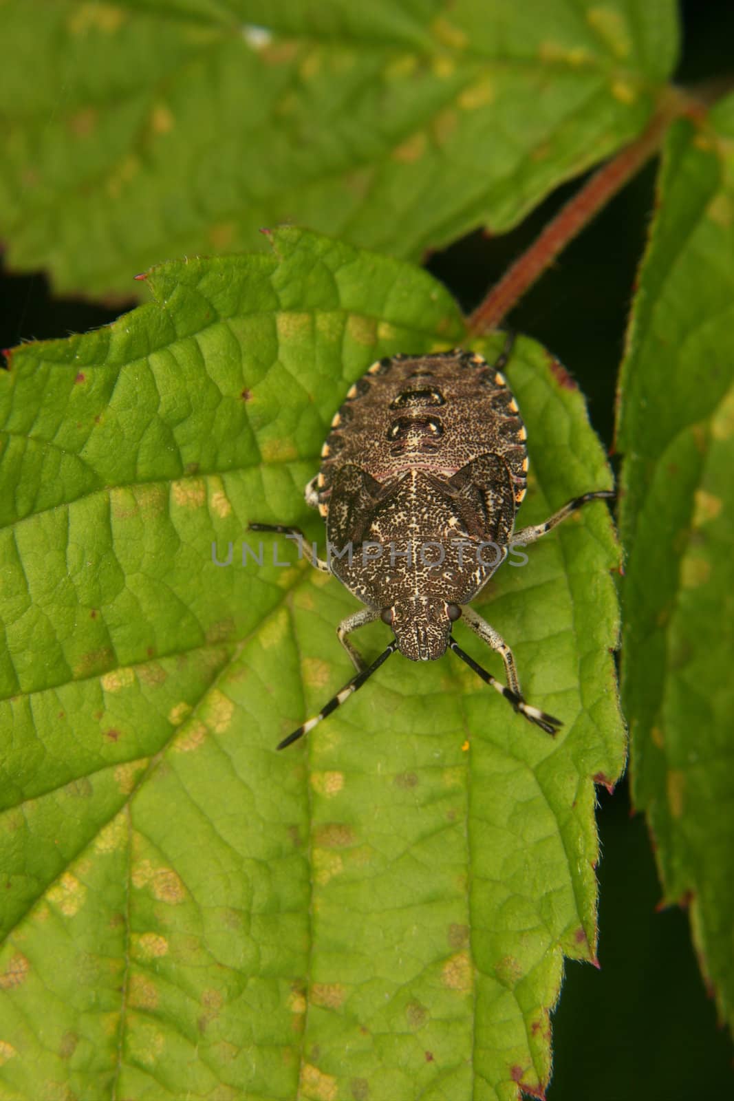 Parent bug (Elasmucha grisea) by tdietrich