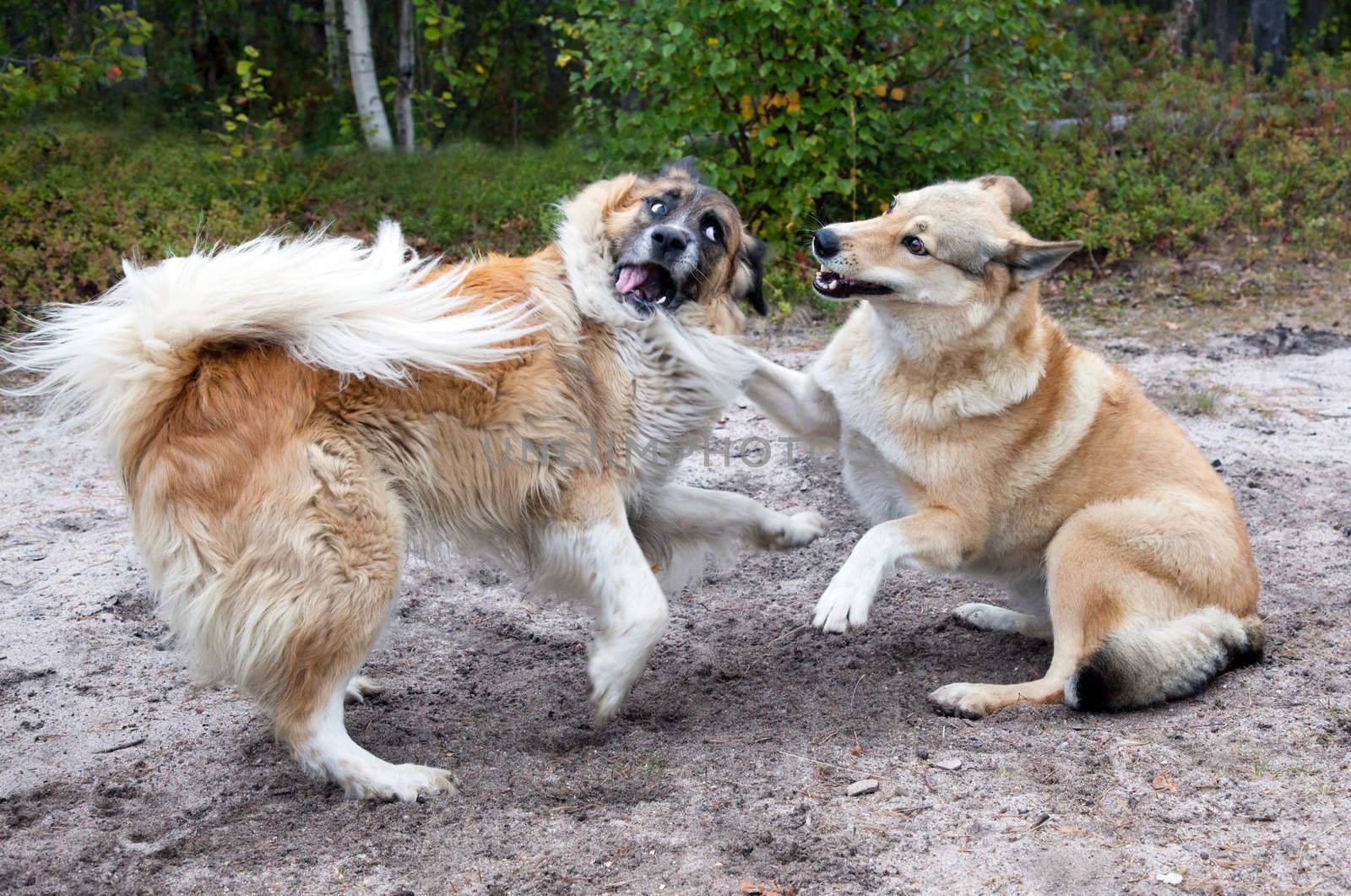 Two dogs playing on the nature of the fight