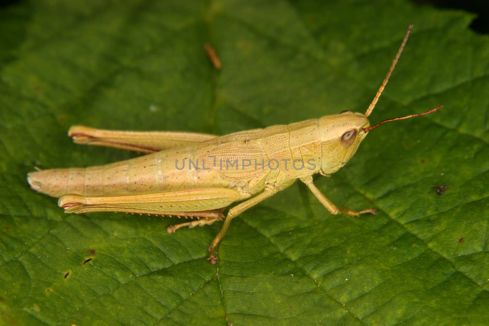 Grasshopper (Chorthippus) - larva on a leaf